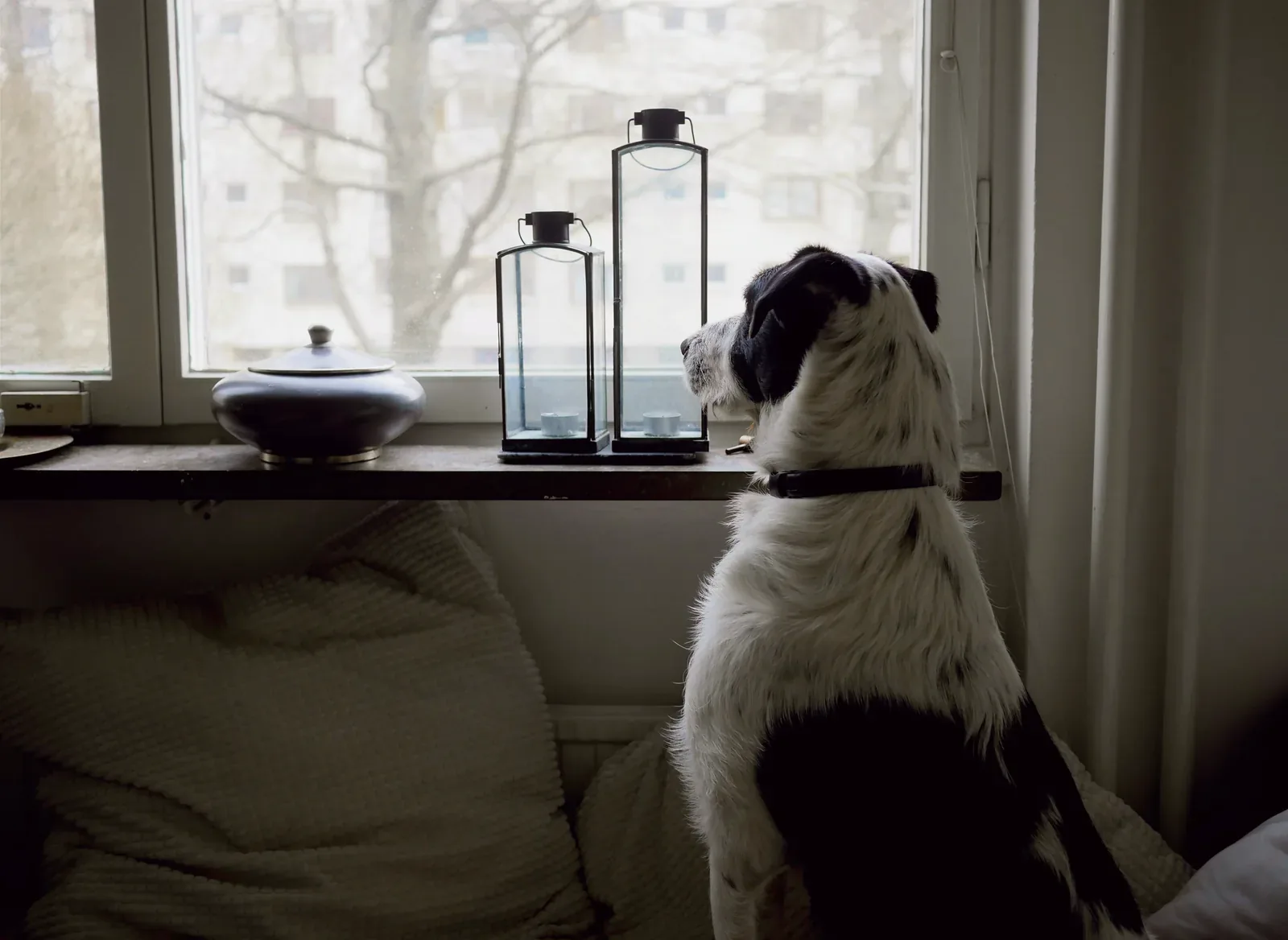 Ein schwarz-weißer Hund sitzt auf dem Sofa und beobachtet die Straße durchs Fenster