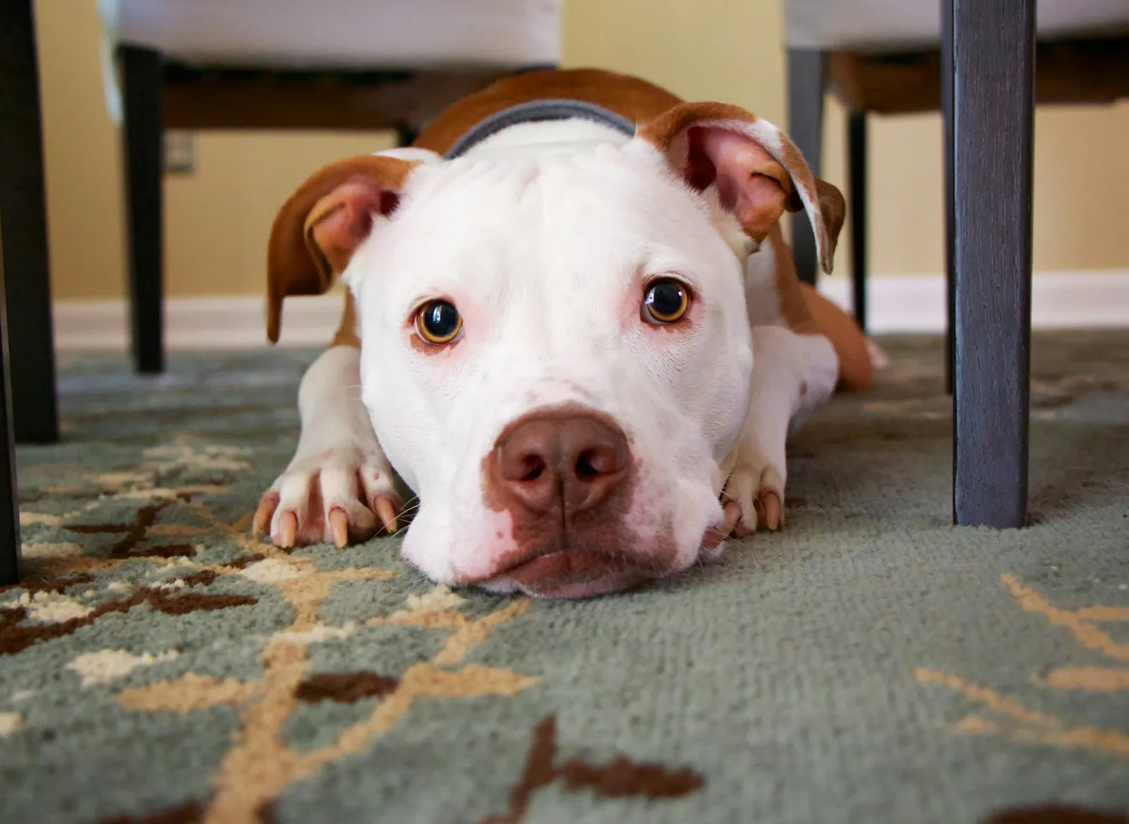 Un pitbull bianco e marrone sdraiato sotto il tavolo, faccia da innocente