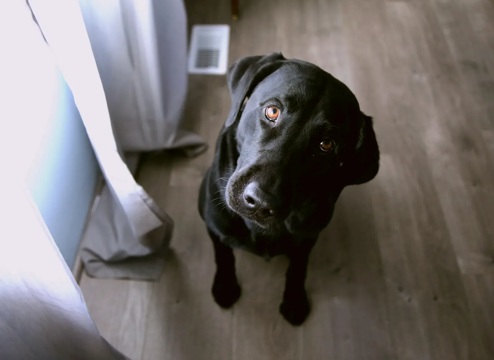 Un labrador noir assis par terre, le regard levé vers l'appareil