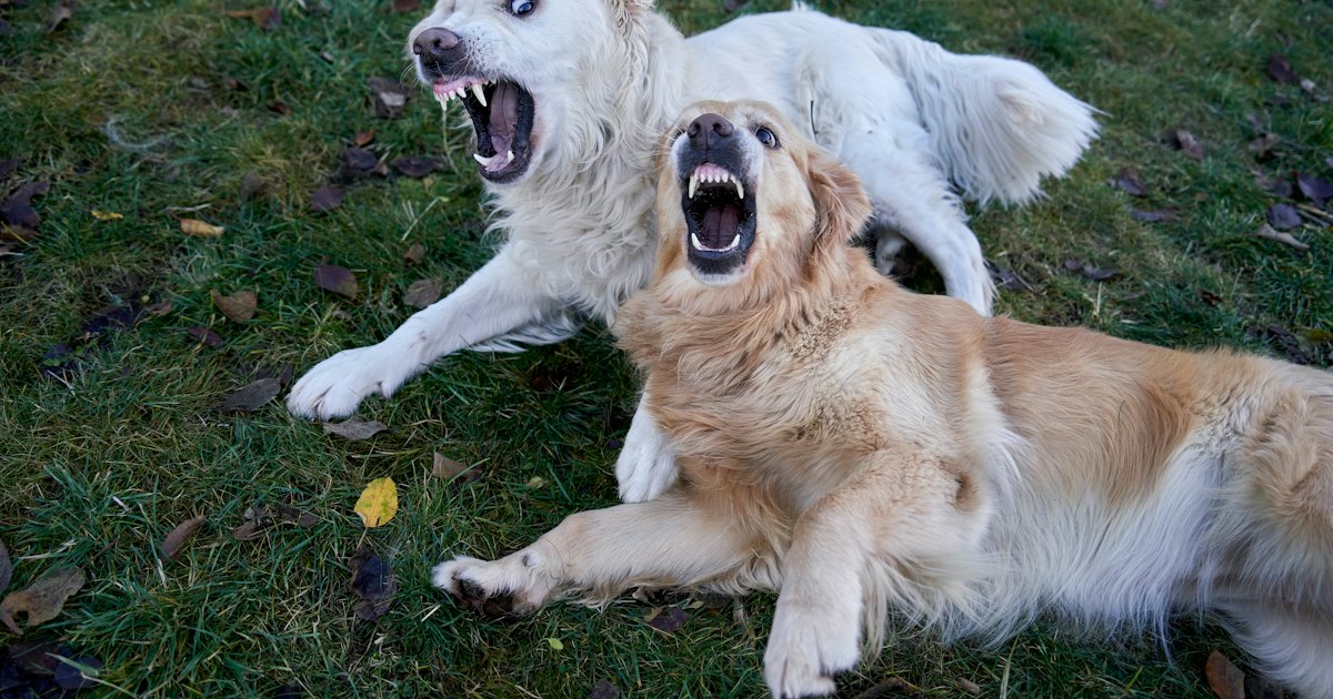 Two dogs play fighting with open mouths