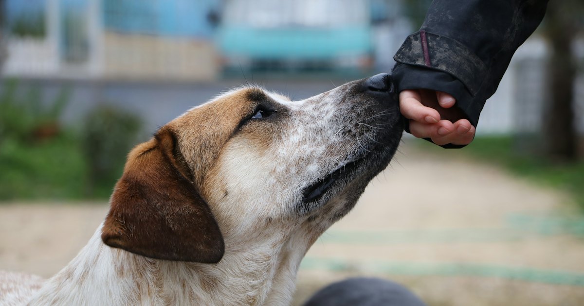 White and brown dog sniffing a person's hand