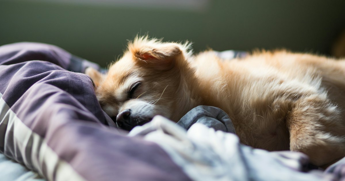 Dog sleeping on a bed
