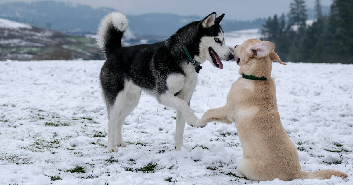 Siberian husky and brown dog standing beside each other