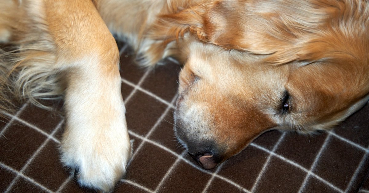 Brown dog sleeping on floor with head resting on paws
