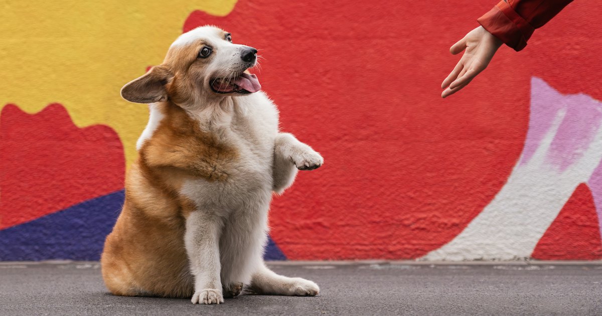 Corgi offrant sa patte