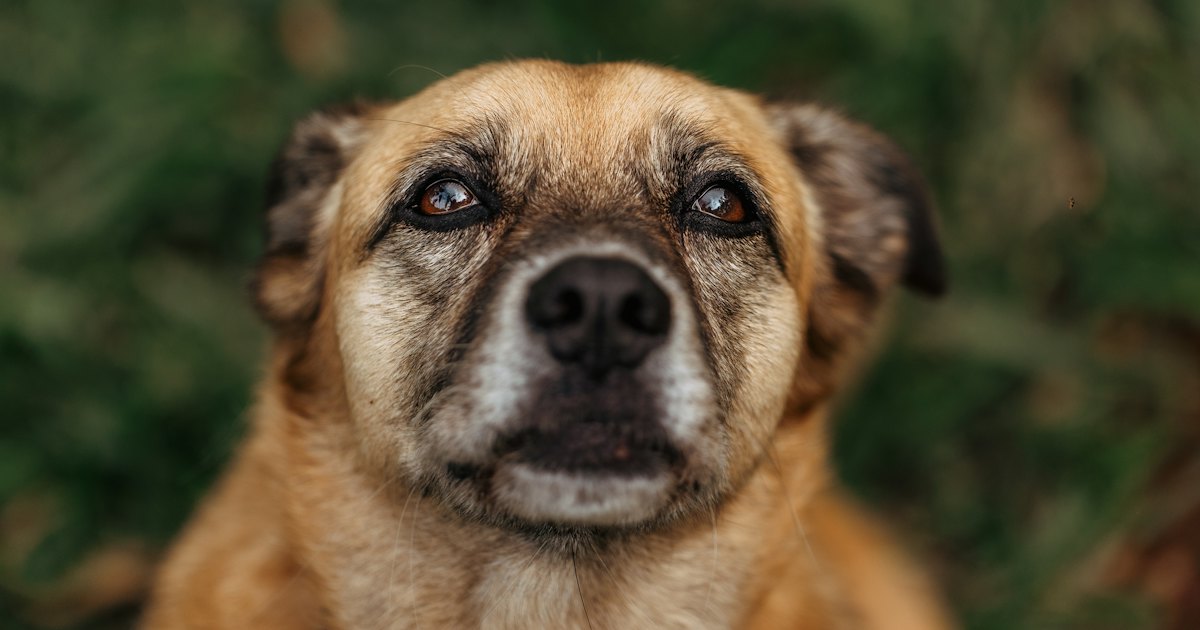 Senior dog looking up with attentive expression