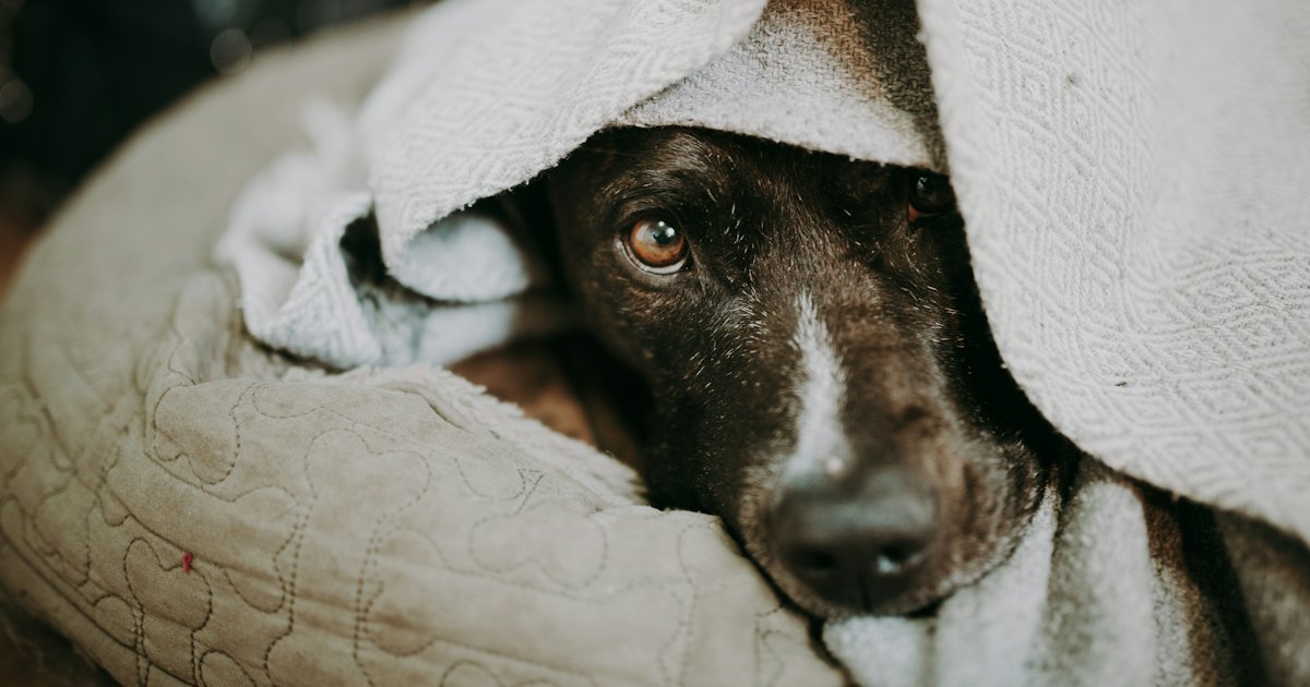 Short-coated dog resting under white blanket