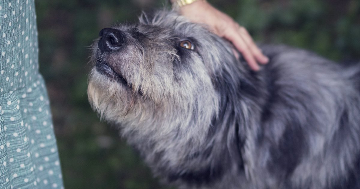 Persona accarezza un cane bianco e nero