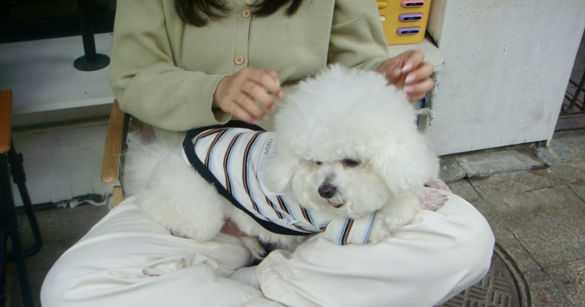 White poodle in striped shirt sitting on person's lap